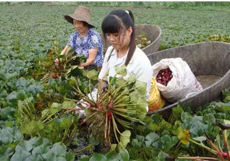 水里采摘菱角的人