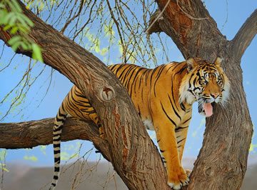 爬到树上的老虎