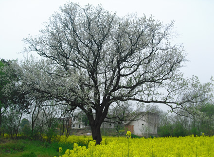 家乡百年棠梨树花开时节