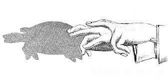 乌龟的手势投影