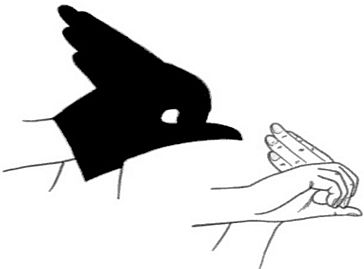 鹦鹉的手势投影